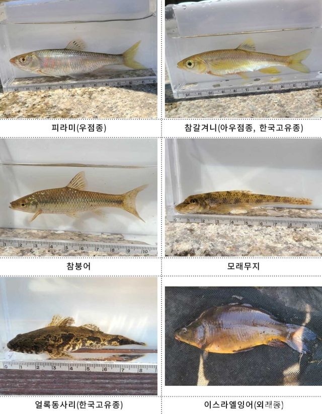 청계천에서 발견된 물고기들. / 국립중앙과학관