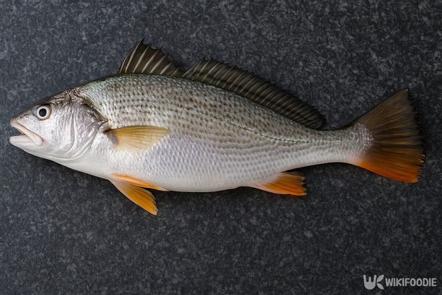 수조기 자료사진. 해당 이미지는 기사 이해를 돕기 위해 AI로 재연하였습니다. / 위키푸디