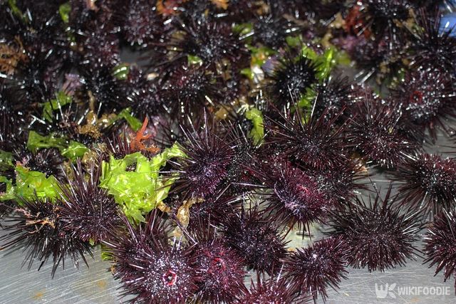 보라성게 한 무리의 사진. / Teresa Design Room-shutterstock.com