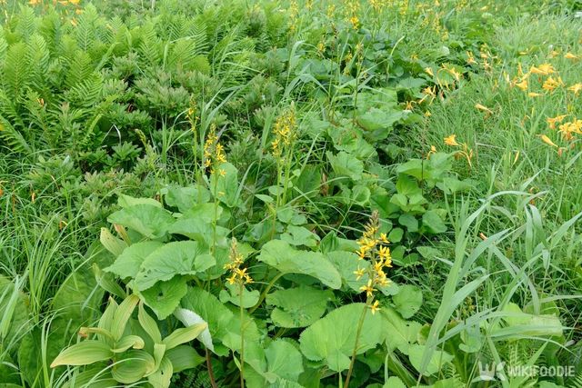 곰취라는 이름은 곰이 먹는 나물이라는 뜻으로 붙었다. / backpacking-shutterstock.com