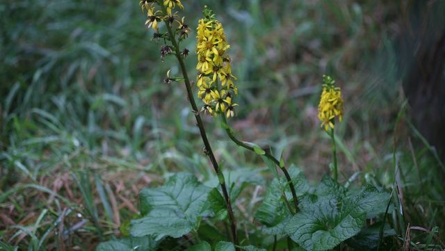 곰취 자료사진. / 국립생물자원관