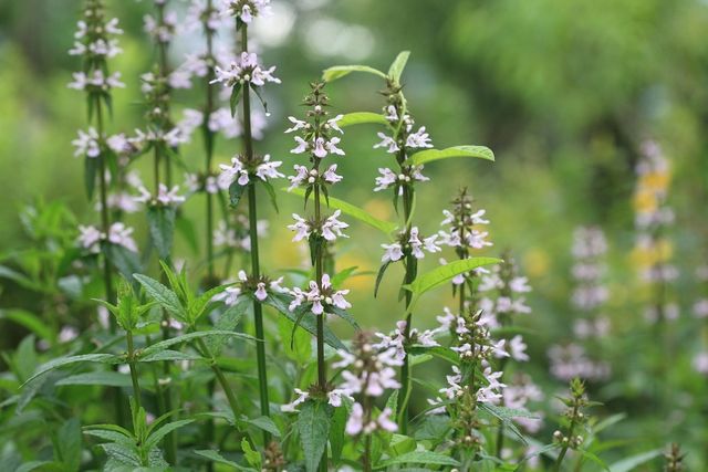 석잠풀 자료사진. / 국립생물자원관