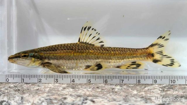 쉬리 자료사진. / 국립중앙과학관