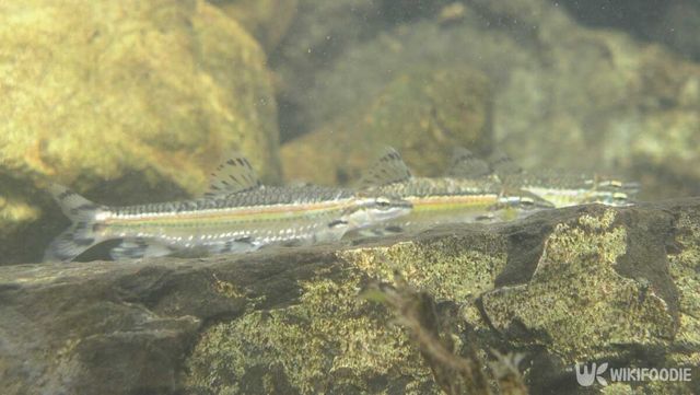 쉬리 자료사진. / 국립생물자원관