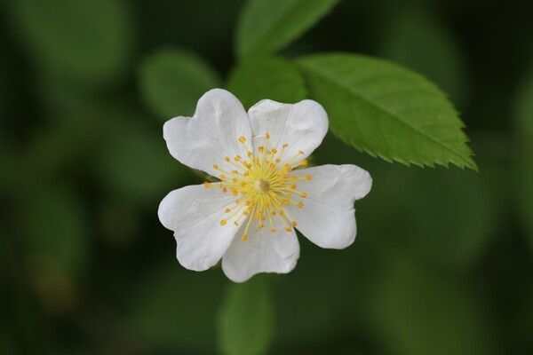 찔레꽃 / 국립생물자원관