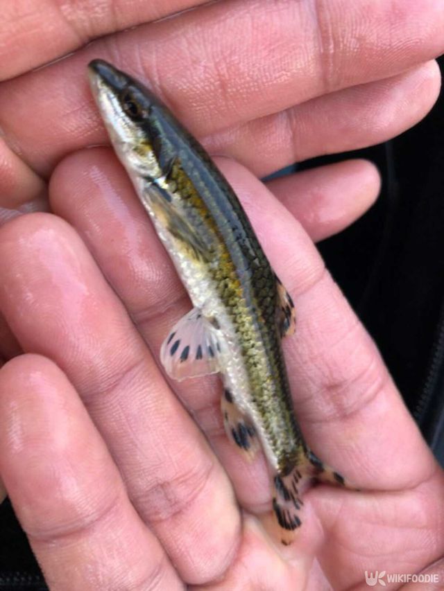 쉬리 자료사진. / 국립생물자원관