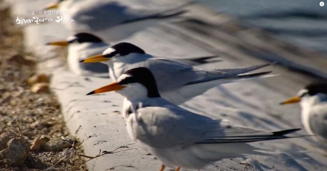 기사 이해를 돕기 위한 자료 사진 /&nbsp;'환경스페셜' 유튜브