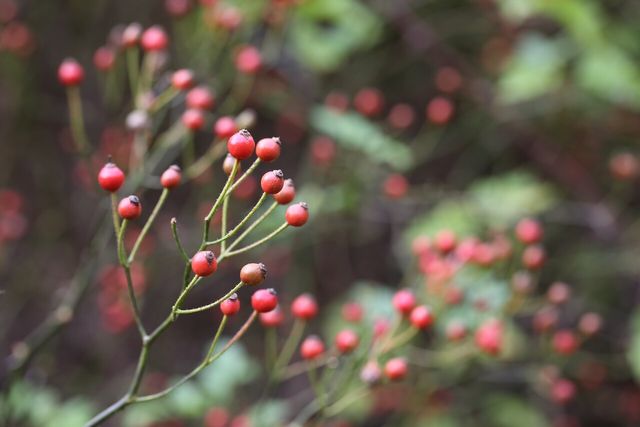 찔레 열매 / 국립생물자원관