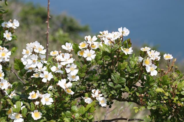 찔레꽃 / 국립생물자원관