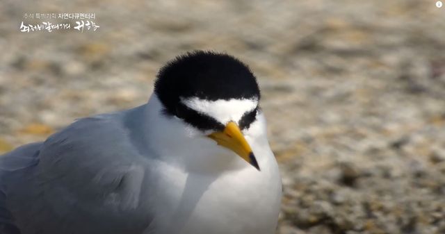 기사 이해를 돕기 위한 자료 사진 /&nbsp;'환경스페셜' 유튜브