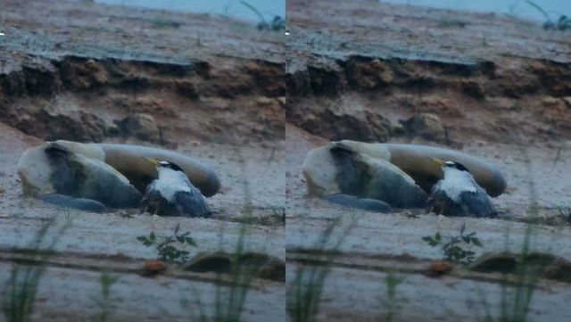 기사 이해를 돕기 위한 자료 사진 /&nbsp;'환경스페셜' 유튜브