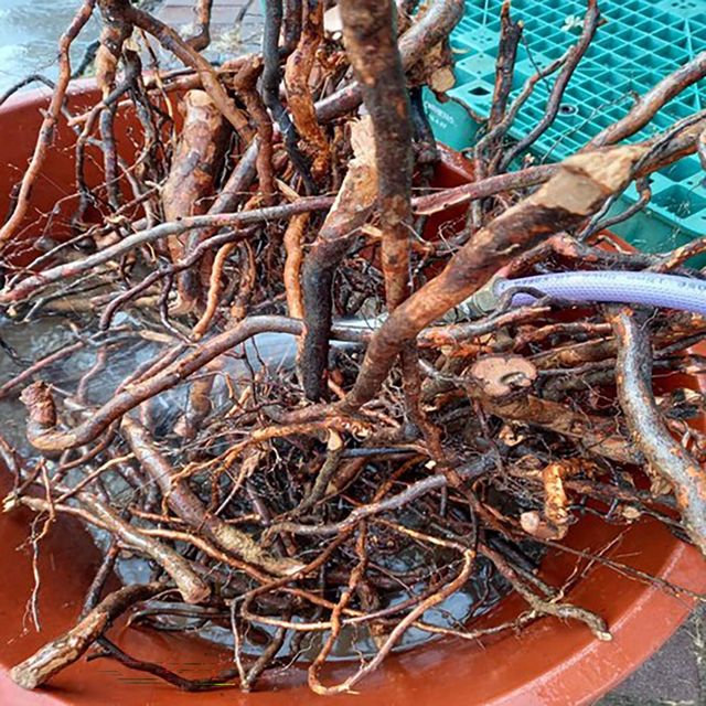 찔레 뿌리 / 쿠팡