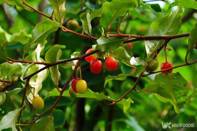 보리수 열매 자료사진. / Kaprisova-shutterstock.com