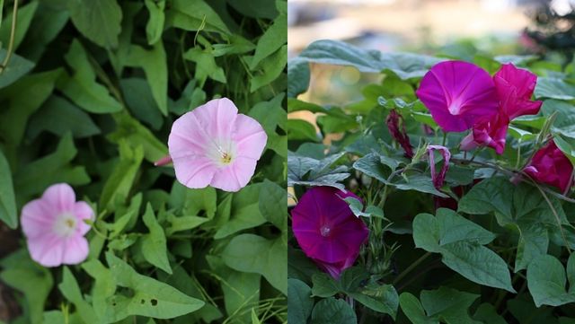 메꽃(좌)과 나팔꽃(우). / 국립생물자원관