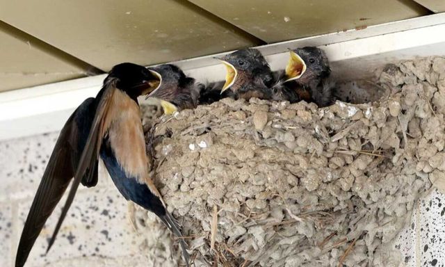 충북 괴산군 불정면 목도시장. 어미 제비가 먹이를 물고 날아들자 새끼 제비들이 일제히 입을 벌린다. / 괴산군 제공