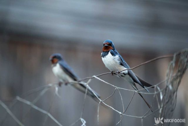 두 마리의 제비가 케이블에 앉아 있다. / Dan Cristian S-shutterstock.com
