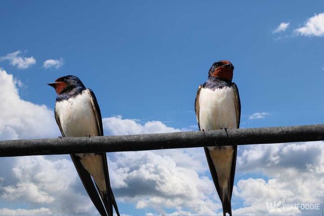 제비 두 마리가 철사 위에 앉아 있다. / Vitalii Stock-shutterstock.com