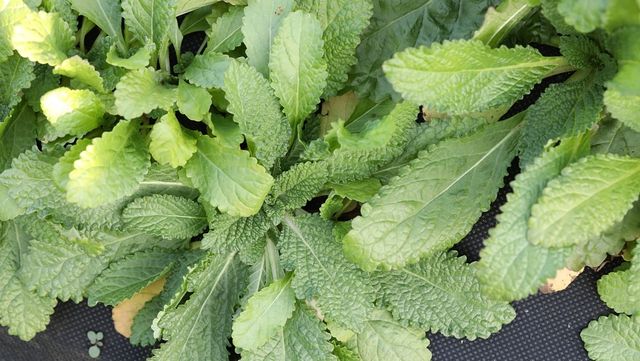 배암차즈기 자료사진. / 국립생물자원관