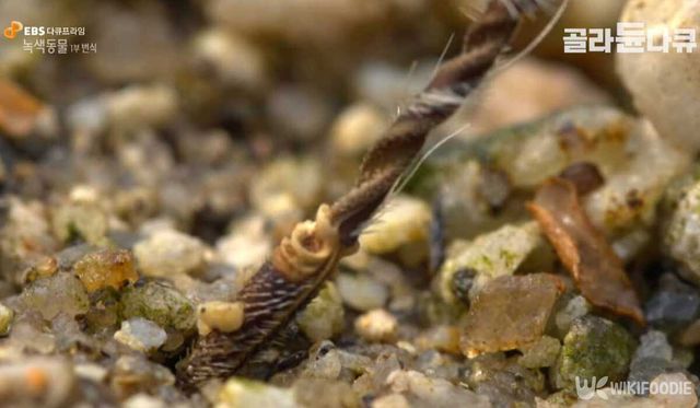국화쥐손이 자료사진. / 유튜브 'EBS 다큐'