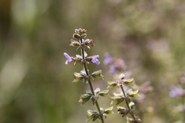 배암차즈기 자료사진. / 국립생물자원관