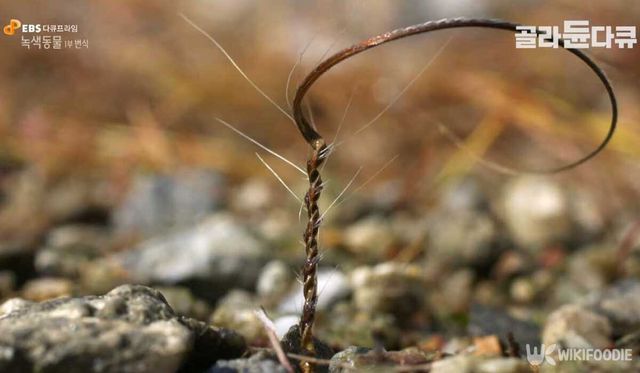 국화쥐손이 자료사진. / 유튜브 'EBS 다큐'