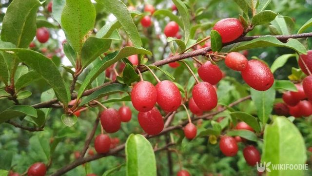 보리수 열매 자료사진. / Sashko-shutterstock.com