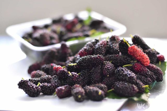 검은색 열매가 탐스럽게 열린 오디 자료사진. / sawarin pakdeephon-shutterstock.com