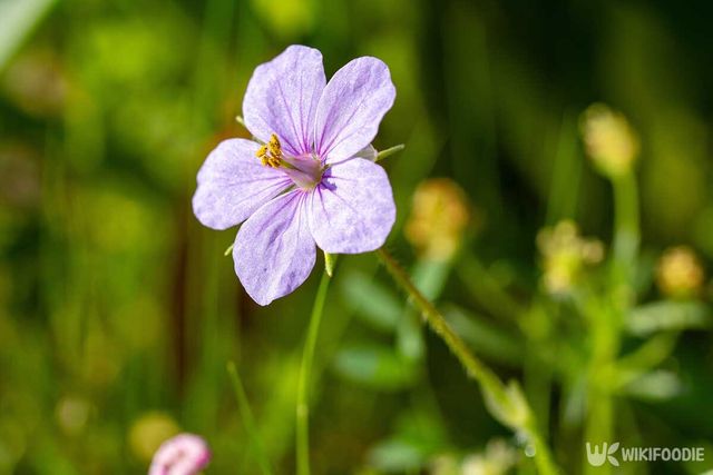 국화쥐손이 자료사진. / Ender BAYINDIR-shutterstock.com