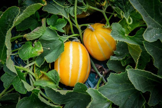 기사 이해를 돕기 위한 자료 사진 / yij0718- shutterstock