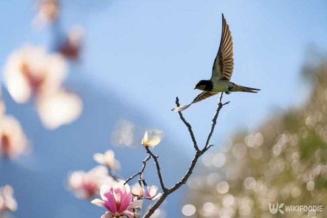 비행하는 제비의 모습 / Stanziano Mario-shutterstock.com