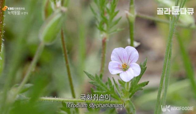 국화쥐손이 자료사진. / 유튜브 'EBS 다큐'