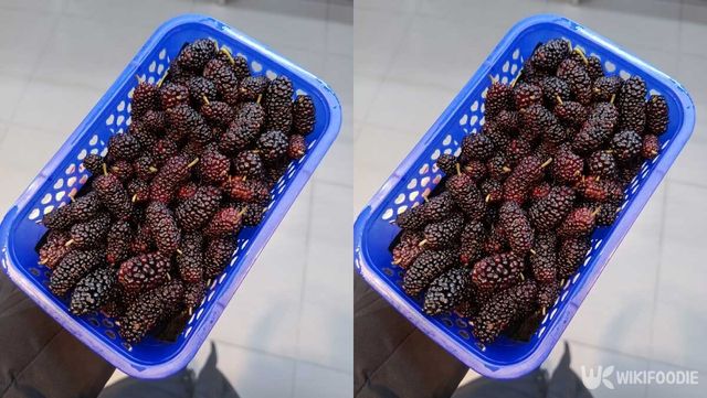 파란 플라스틱 용기에 오디가 담겨 있다. / Irada Zaitova-shutterstock.com