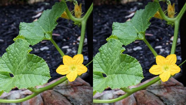 기사 이해를 돕기 위한 참외 꽃 자료 사진 / Anya Douglas- shutterstock
