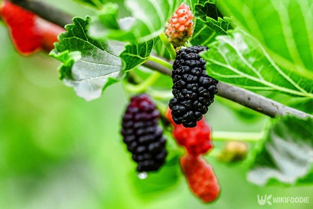 뽕나무 가지에 오디가 까맣게 익어 있다. / Bukhta Yurii-shutterstock.com