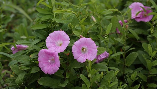 메꽃 자료사진. / 국립생물자원관