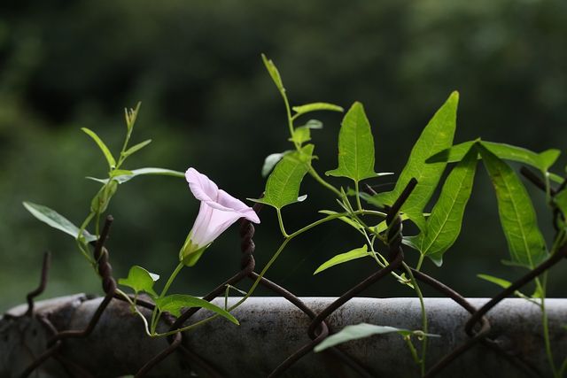 메꽃 자료사진. / 국립생물자원관