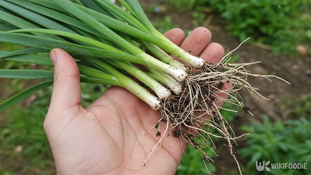 삼채의 생김새를 보여주는 참고 이미지입니다. 실제 사진을 바탕으로 AI가 재현한 장면입니다. / 위키푸디