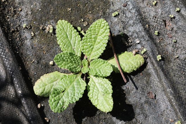 배암차즈기 자료사진. / 국립생물자원관