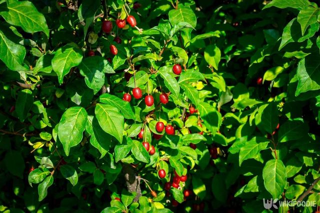 보리수 열매 자료사진. / A Kisel-shutterstock.com