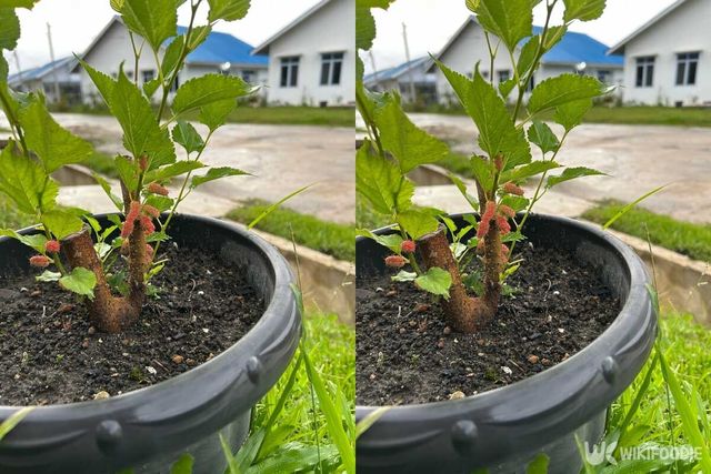 작은 화분에서 자란 뽕나무에 오디가 맺혀 있다. / nurulhidday-shutterstock.com