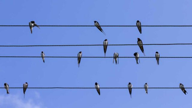 모여있는 제비의 모습. / Evannovostro-shutterstock.com