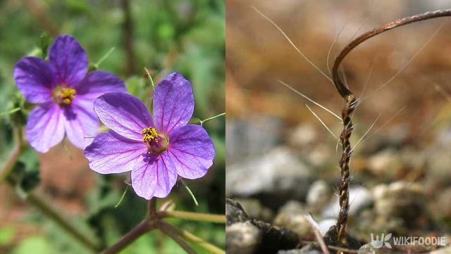 국화쥐손이 자료사진. / Dark Egg-shutterstock.com, 유튜브 'EBS 다큐'