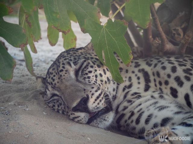 아라비아표범 자료 사진. / Hyserb-shutterstock
