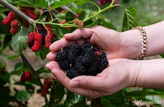 오디 자료 사진. / TAMER YILMAZ-shutterstock