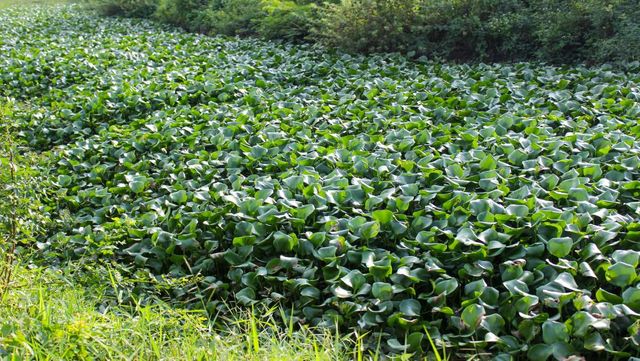 기사 이해를 돕기 위한 자료 사진 / Ramadhan Noval- shutterstock