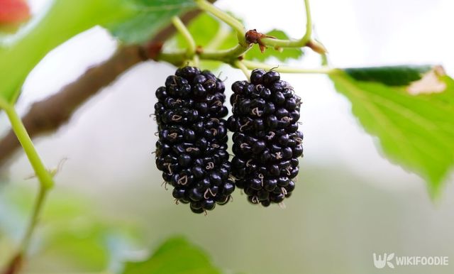 오디 자료 사진. / meechai39-shutterstock