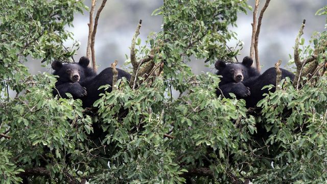 기사 이해를 돕기 위한 자료 사진 / vanchai- shutterstock