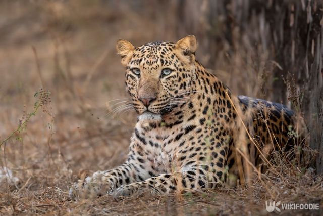 아라비아표범 자료 사진. / Sourabh Bharti-shutterstock