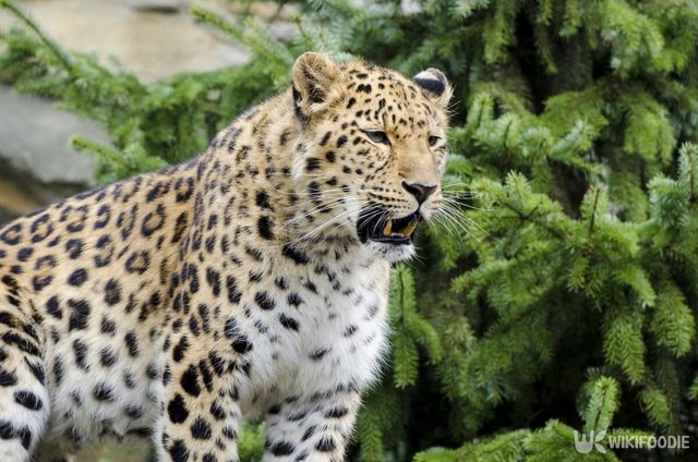 아라비아표범 자료 사진. / Gerckens-Photo-Hamburg-shutterstock