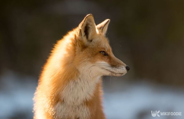 한국여우 자료 사진. / Wirestock Creators-shutterstock
